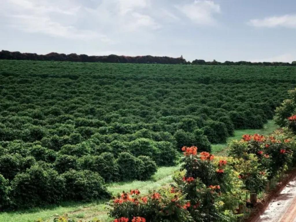 Café do Cerrado Mineiro registra crescimento de 160% na...