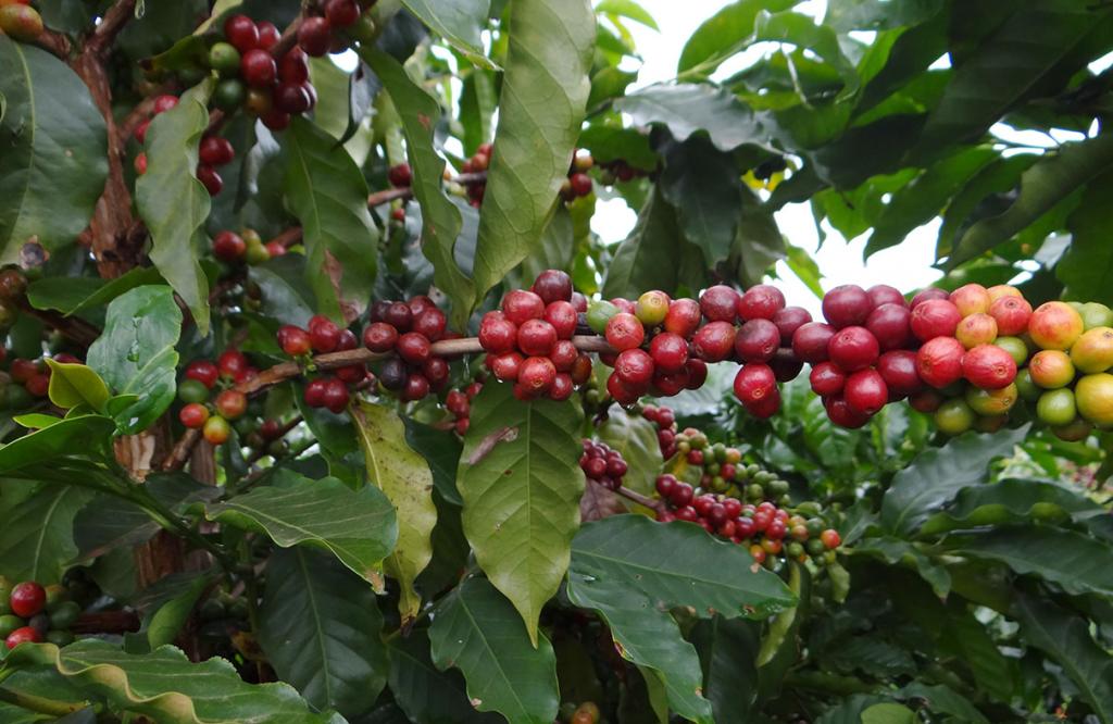 Café mineiro impulsiona exportações e supera mineração pela primeira...