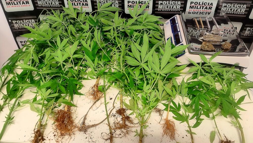 Polícia encontra 18 pés de maconha no Bairro Enéas, em Patrocínio, e prende quatro pessoas por tráfico de drogas