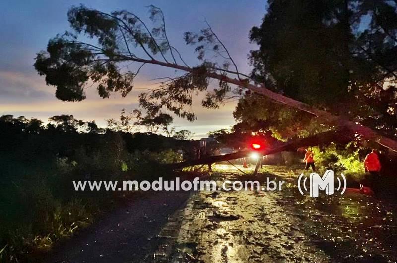 Temporal com ventos fortes causa queda de árvores e...