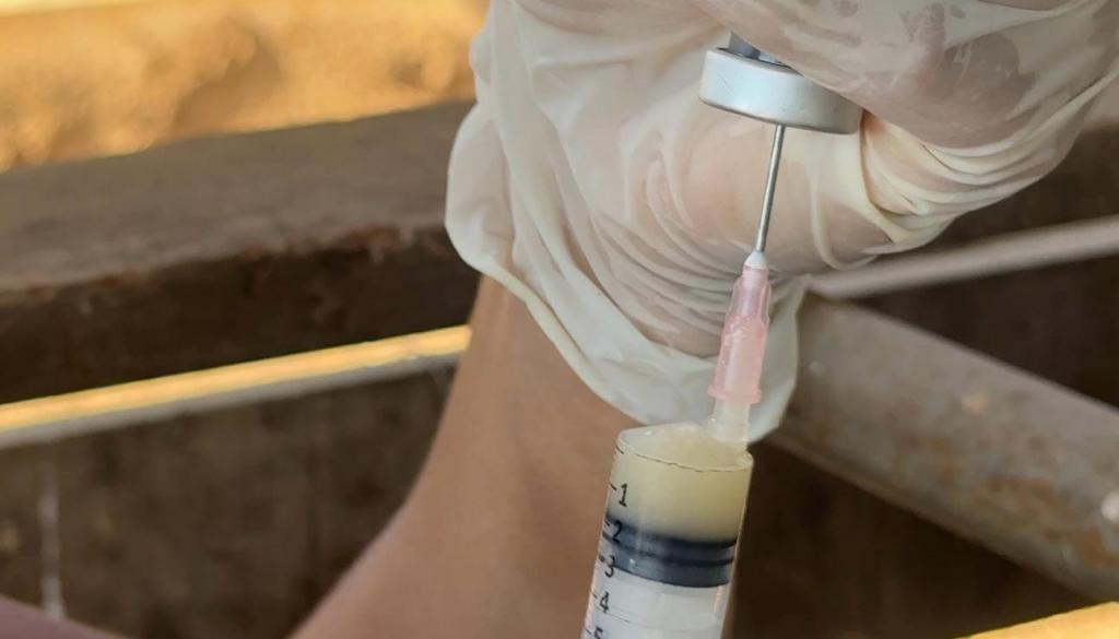Aplicação de vacinas contra a brucelose é realizada pela...