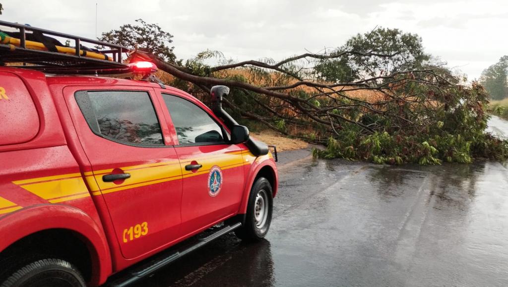 Árvore cai e interdita parcialmente a MG-230 após forte...