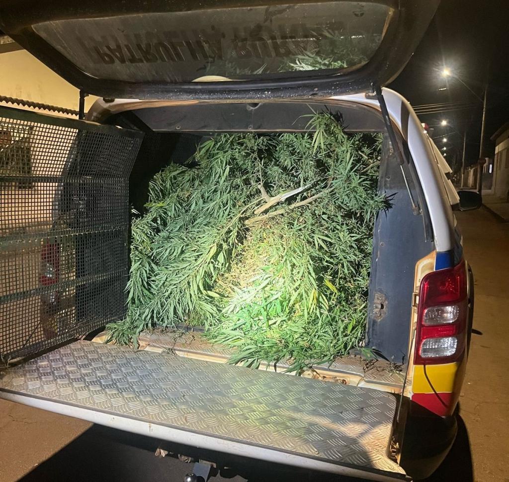 Polícia Militar apreende drogas e pés de maconha após...
