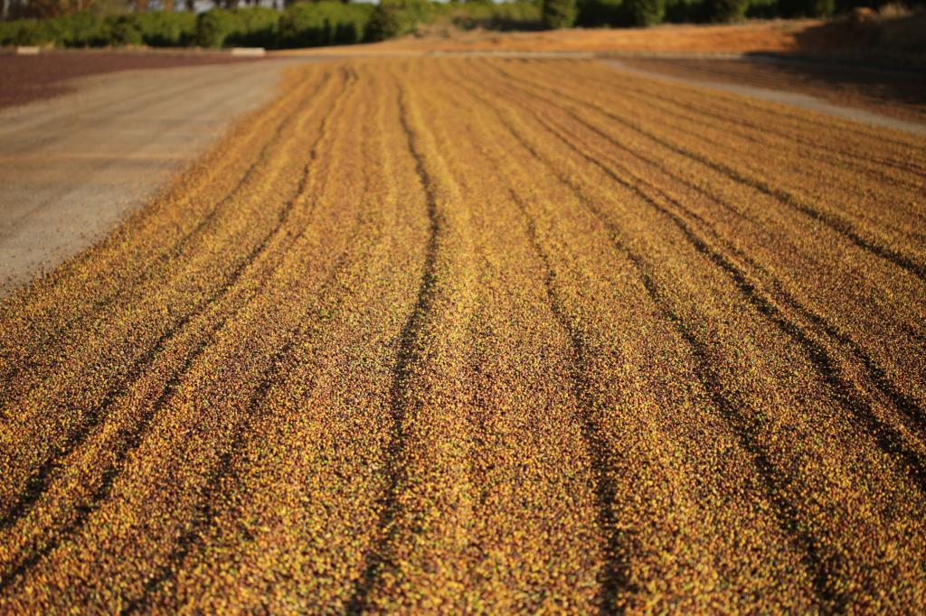 Imagem 1 do post Região do Cerrado Mineiro atinge cinco milhões de selos para cafés industrializados