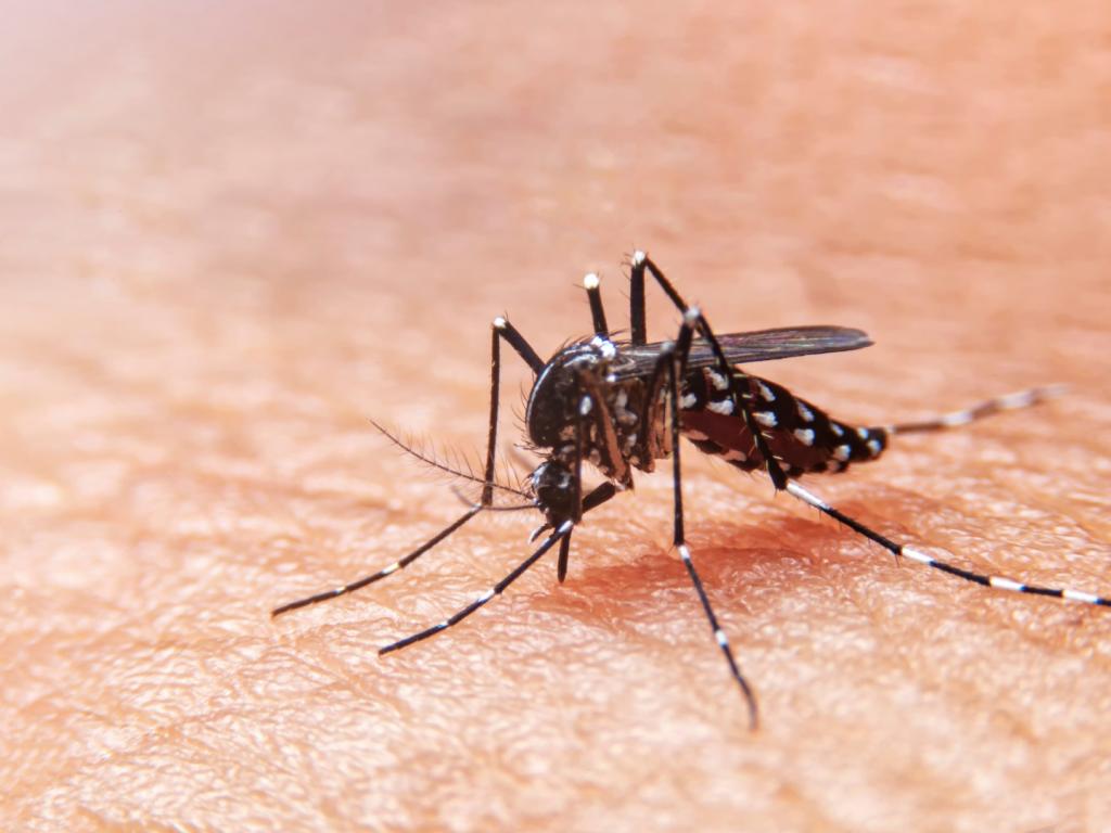 Vacinação contra a dengue começa em Patrocínio nesta terça-feira em crianças e adolescentes