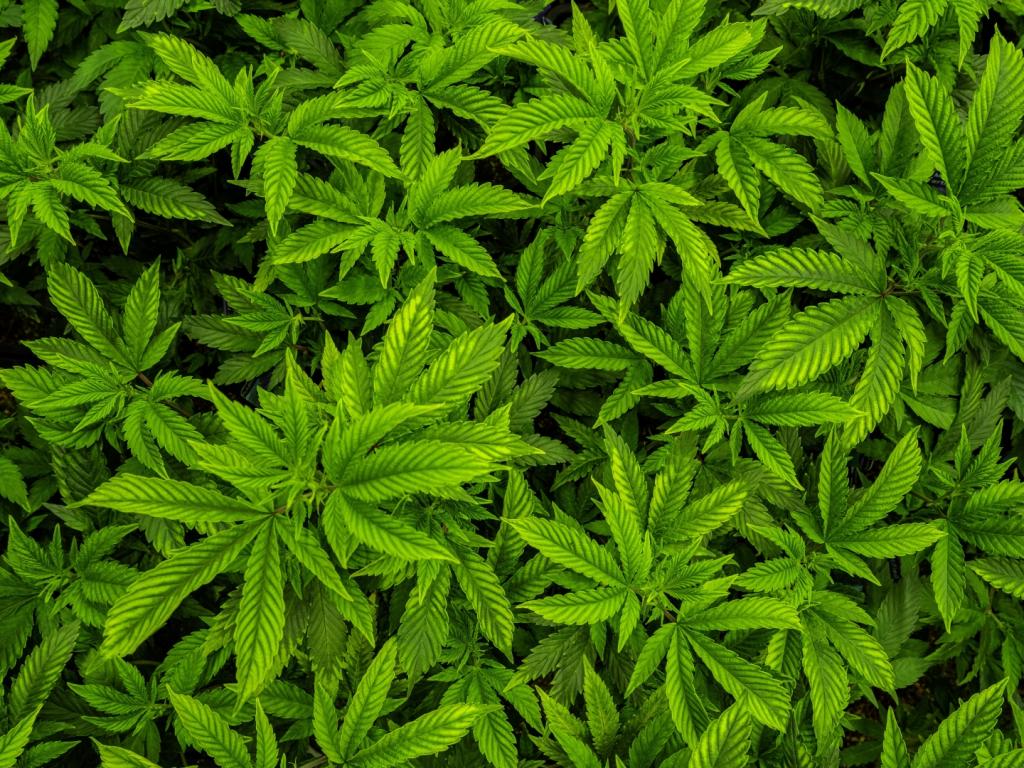 Foragido da Justiça é preso em Patrocínio com plantação...
