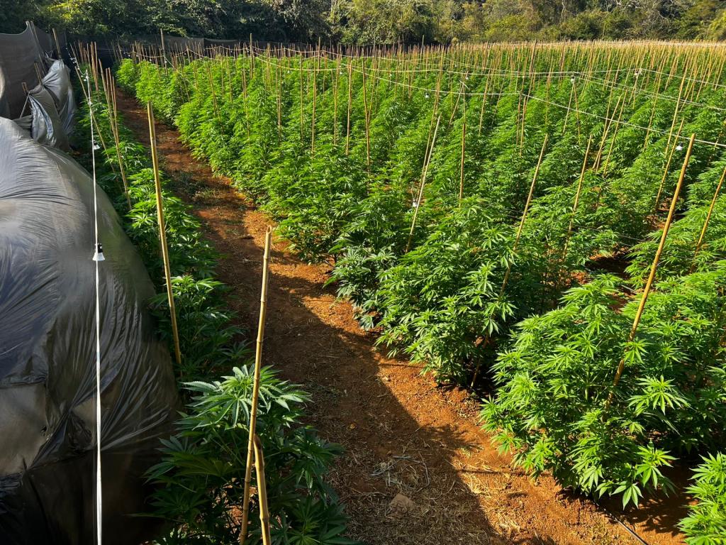 PM descobre plantação com 6 mil pés de maconha...