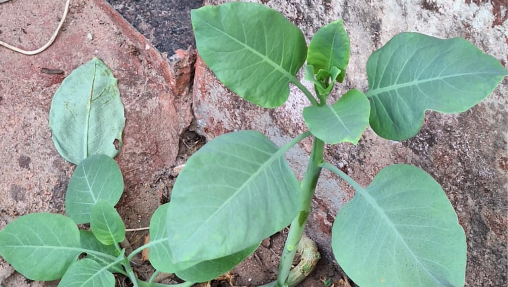 Família é socorrida após possível intoxicação por planta na área rural de Patrocínio