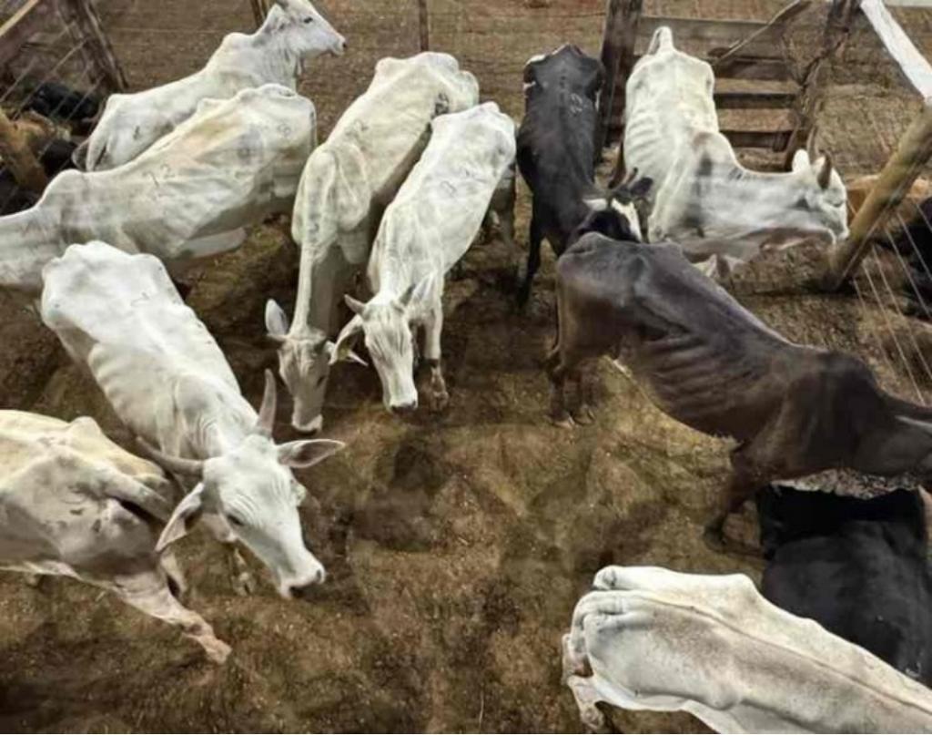 Gado furtado é encontrado em leilão de Patos de...