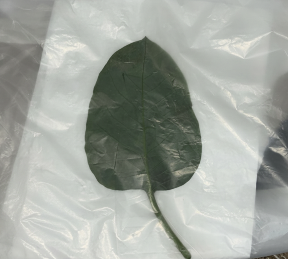 Idoso se recupera de intoxicação com falsa couve e três vítimas seguem entubadas na UTI, diz secretária de Saúde