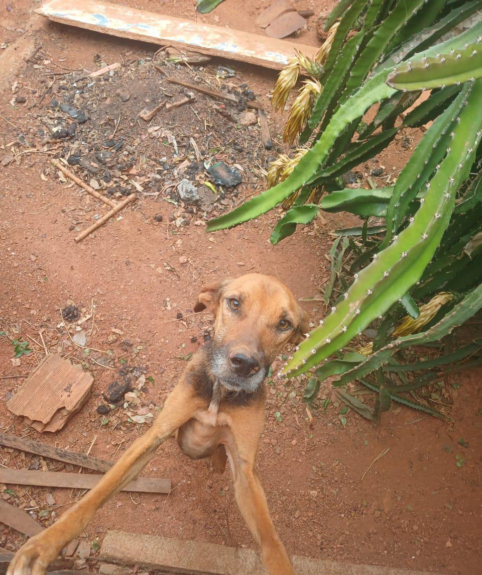Imagem 2 do post Maus-tratos de animal: cão é resgatado após meses de abandono em Coromandel