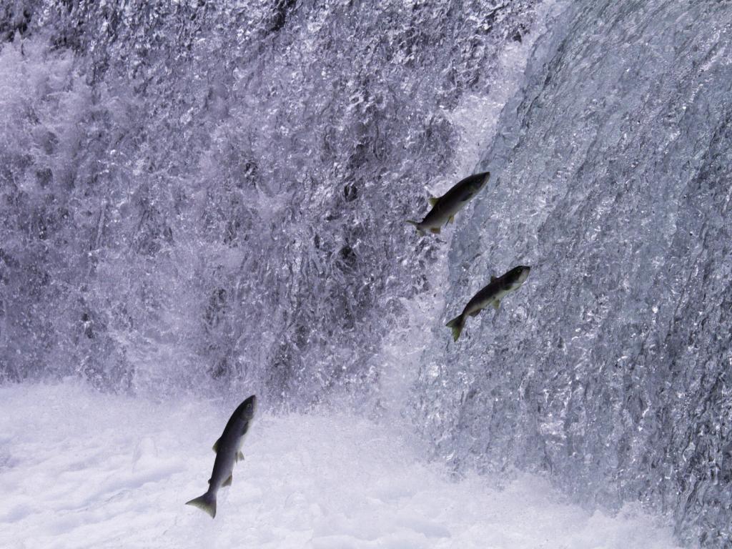 Piracema começa hoje em Minas e proíbe pesca de...