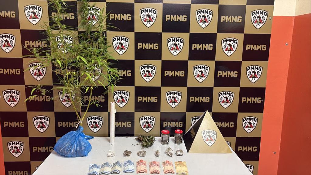 Denúncia anônima leva à apreensão de pé de maconha...