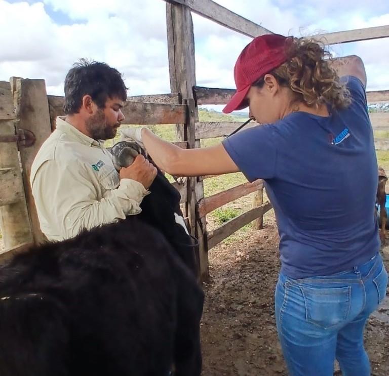 Mais de 350 bezerras foram vacinadas contra a brucelose esse ano, informa...